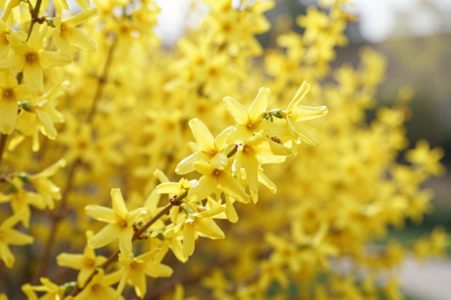 Czy forsycja jest jadalna