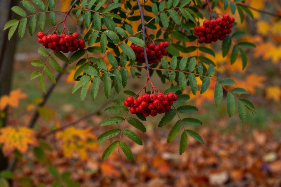 Czy jarzębina jest jadalna