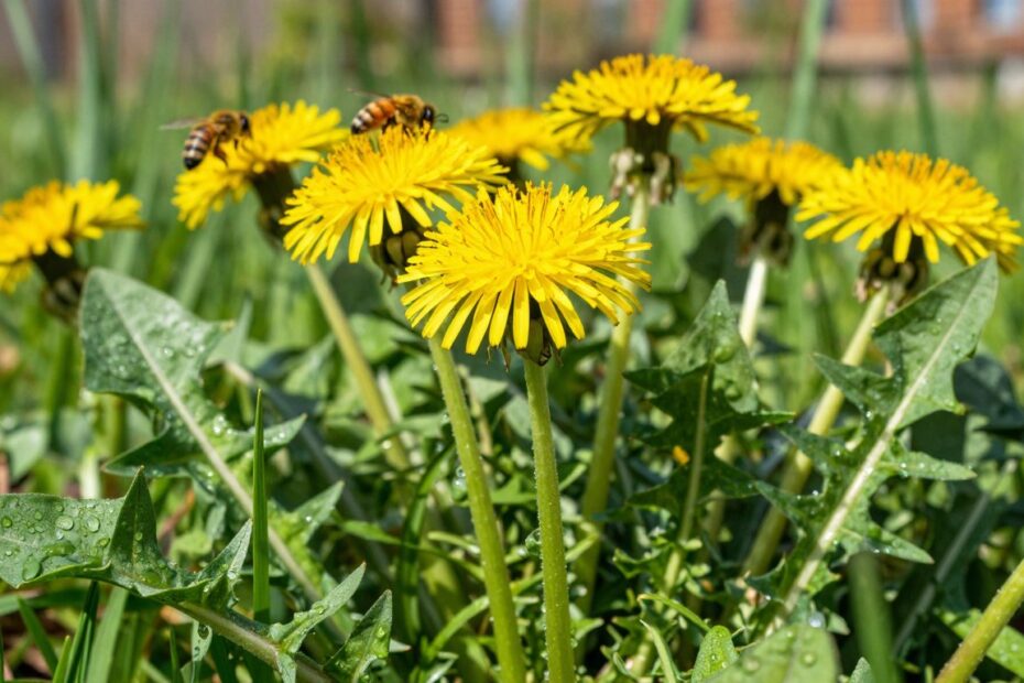 Czy mlecz jest jadalny